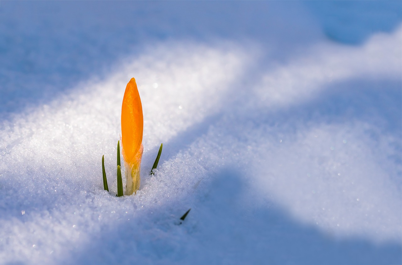spring-awakening-3132112_1280